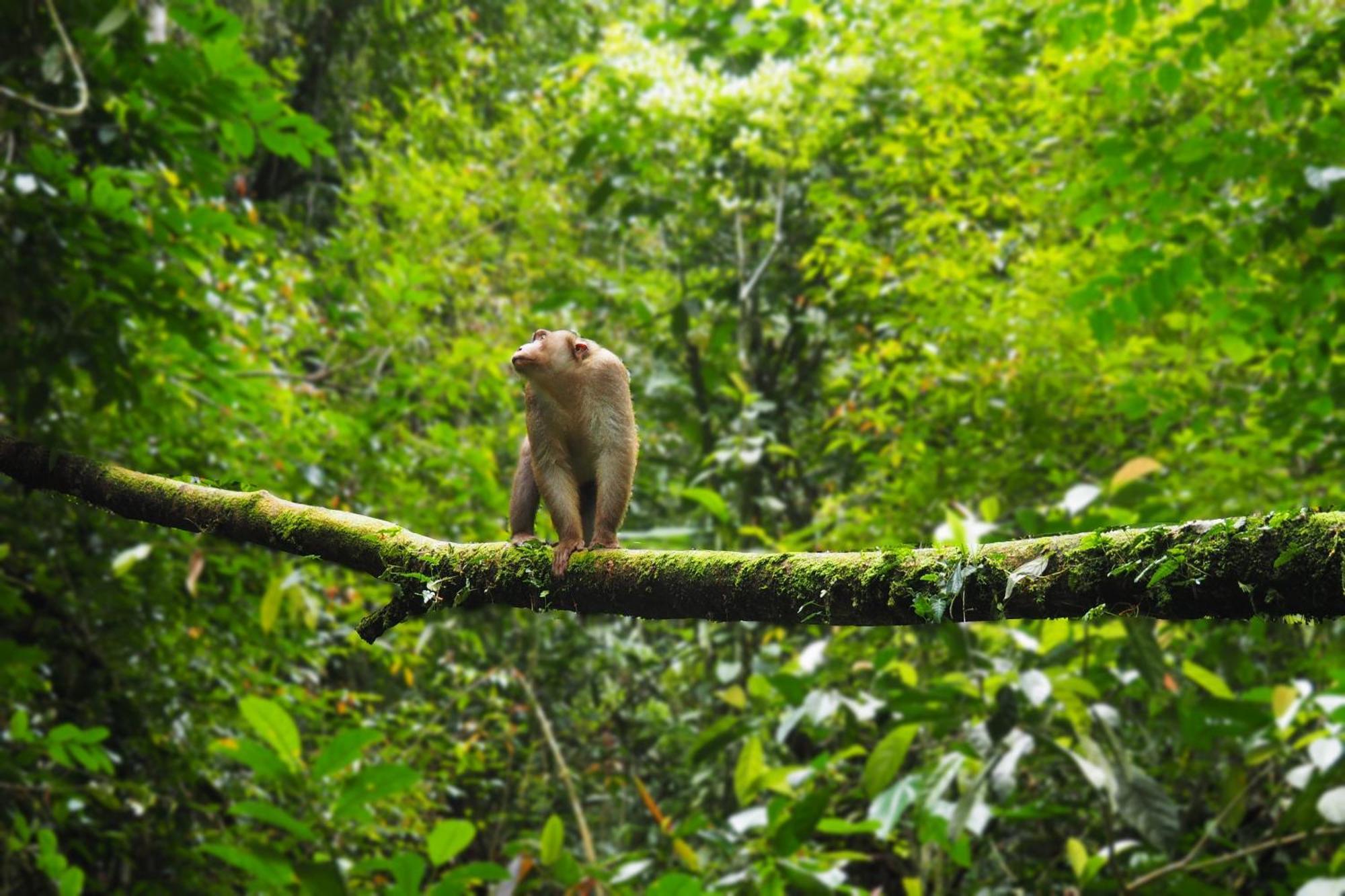 Thejungleguide - Lodges & Treks Bukit Lawang Exterior photo