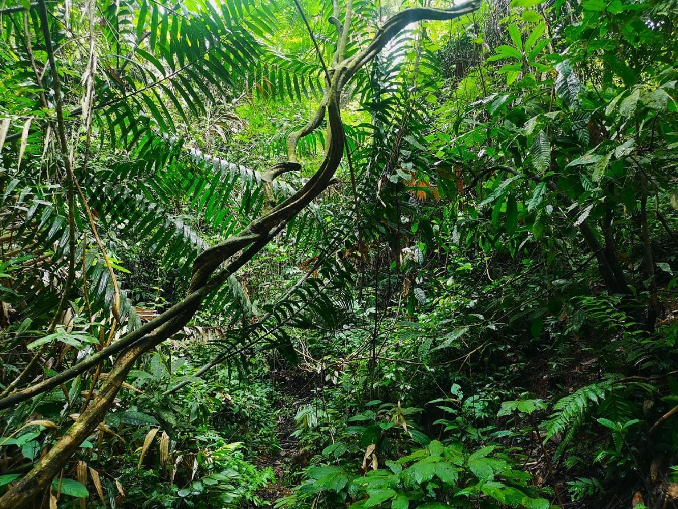 Thejungleguide - Lodges & Treks Bukit Lawang Exterior photo
