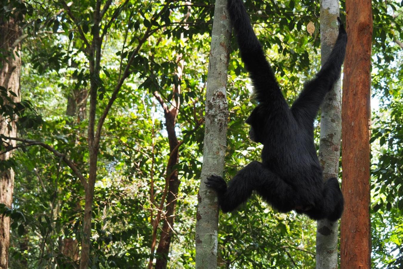 Thejungleguide - Lodges & Treks Bukit Lawang Exterior photo