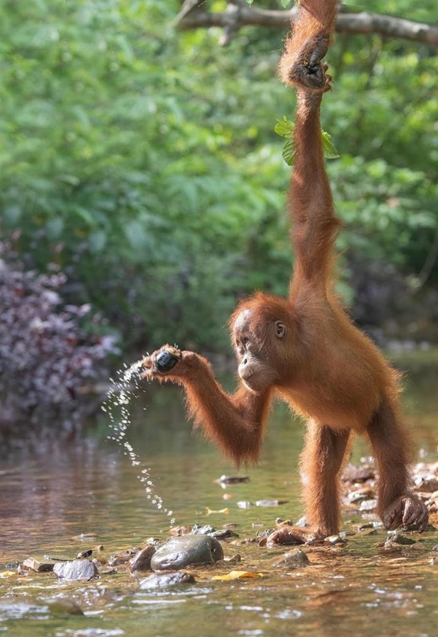 Thejungleguide - Lodges & Treks Bukit Lawang Exterior photo
