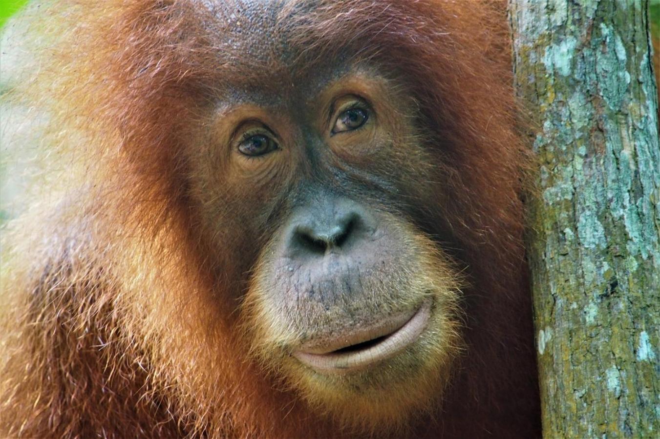 Thejungleguide - Lodges & Treks Bukit Lawang Exterior photo