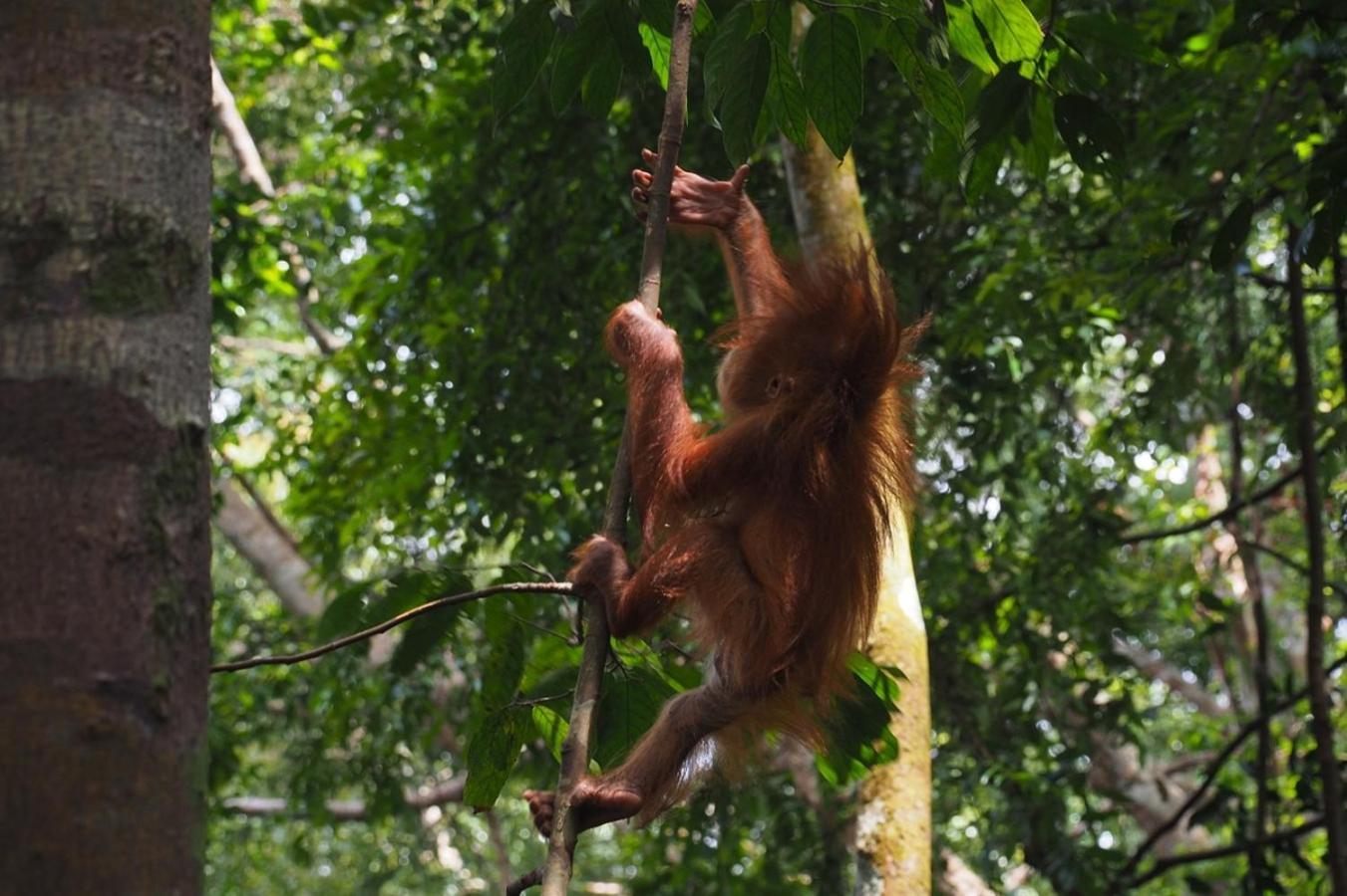 Thejungleguide - Lodges & Treks Bukit Lawang Exterior photo